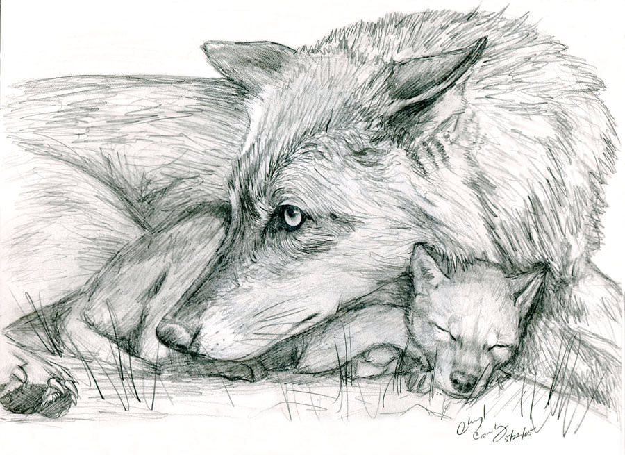 Beautiful Wolf Drawings