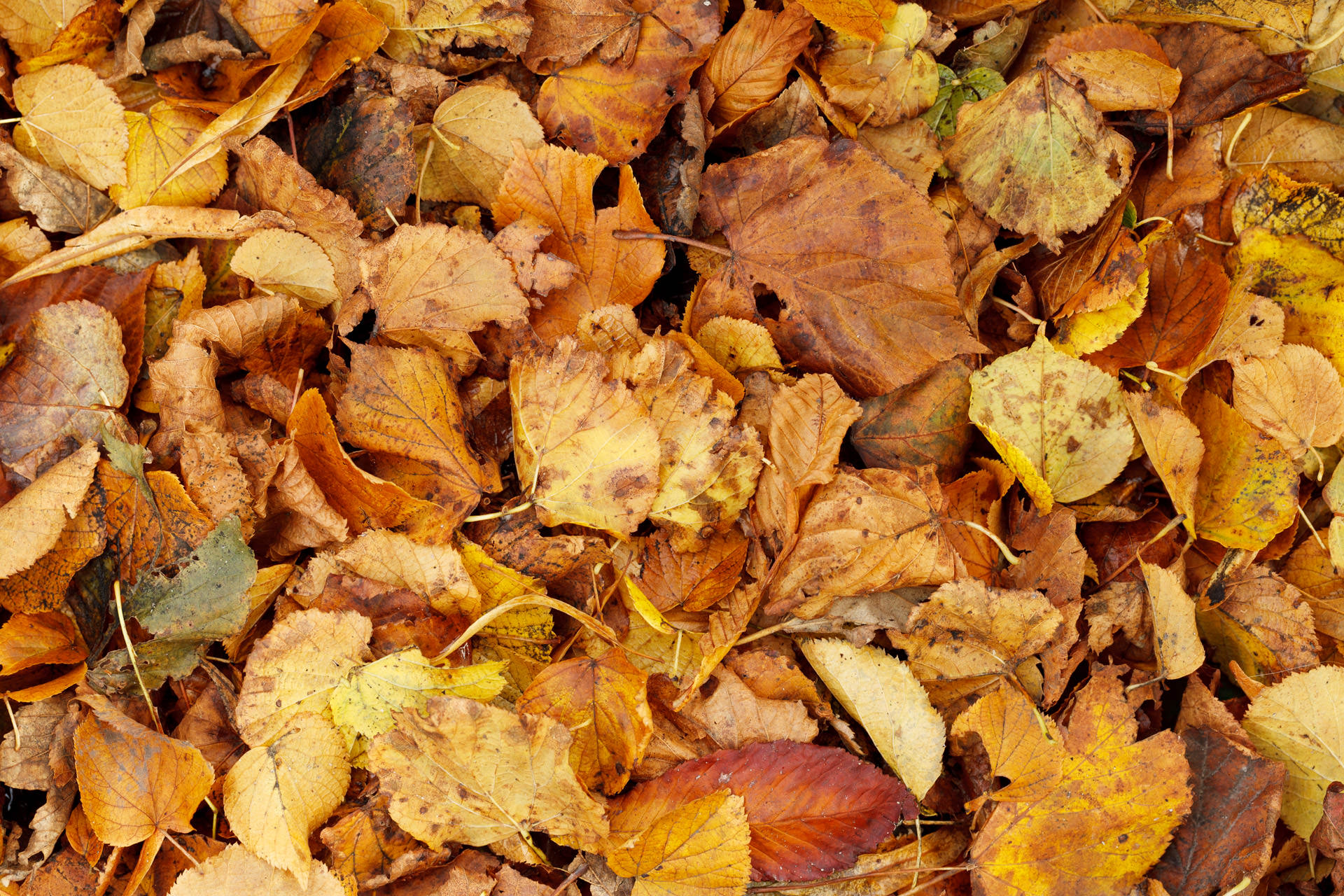 dry brown leaves background