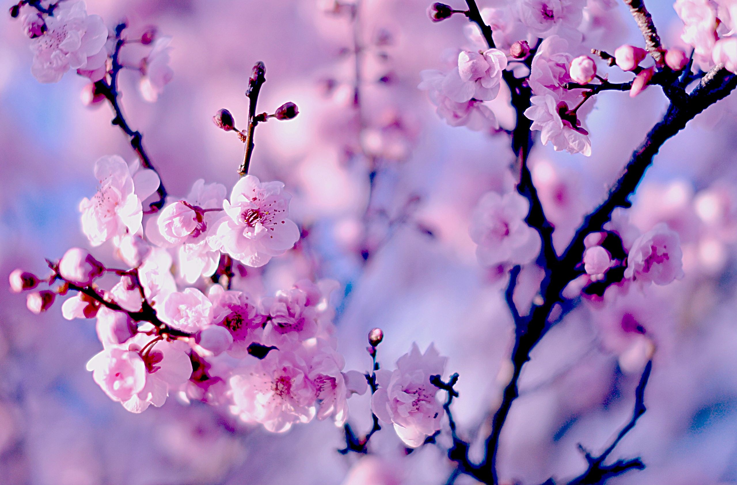 amazing cherry blossom background1