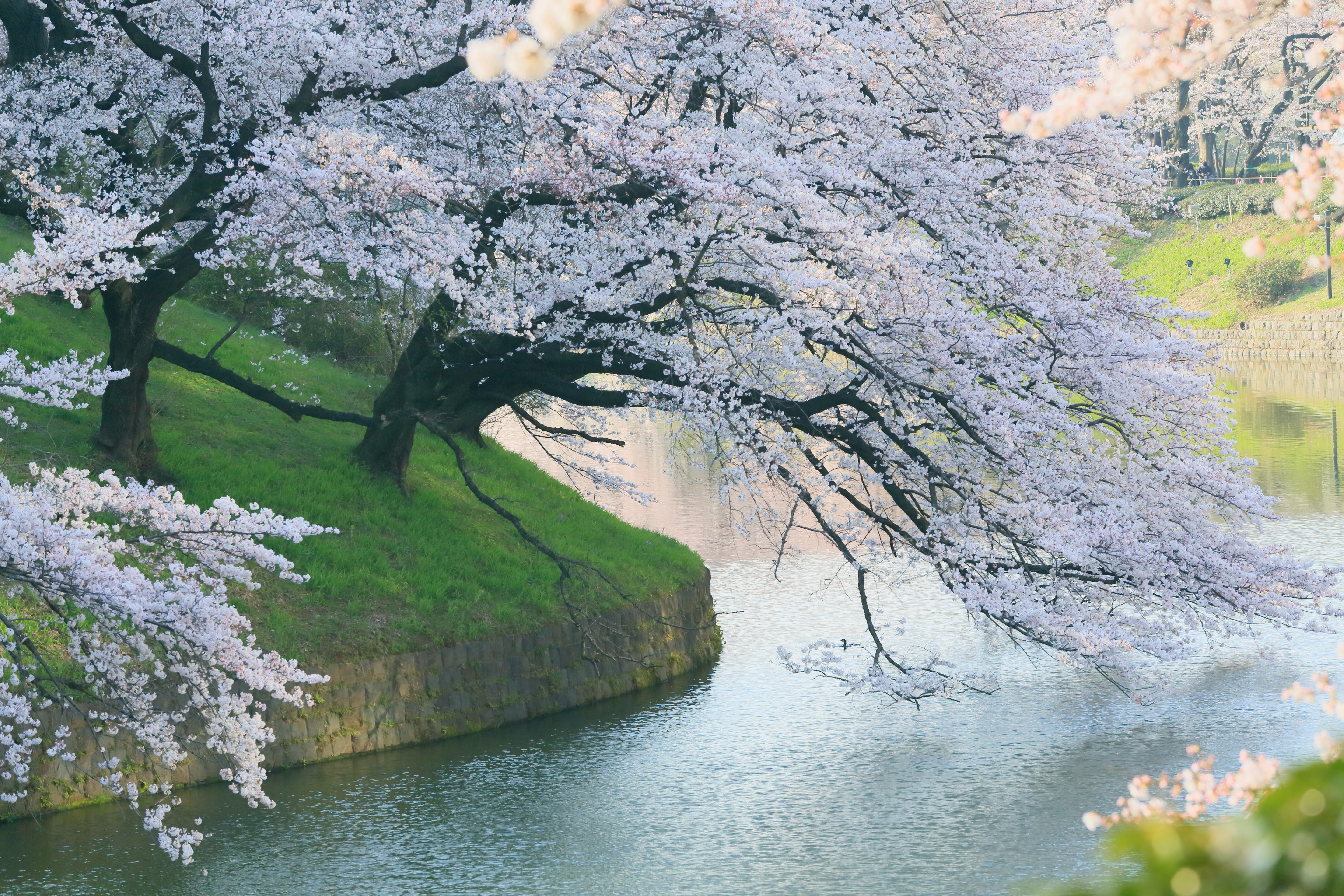 beautiful cherry blossom backgrounds