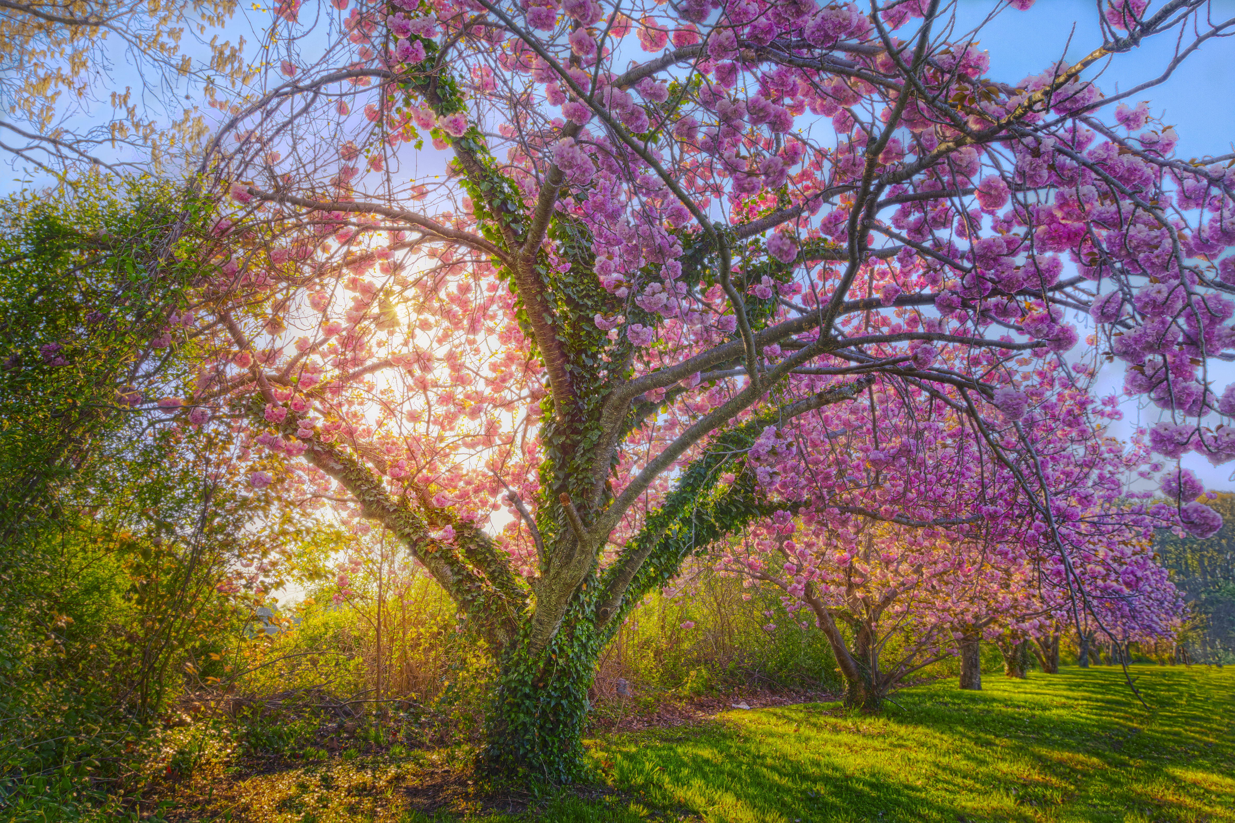 beautiful cherry blossoms background