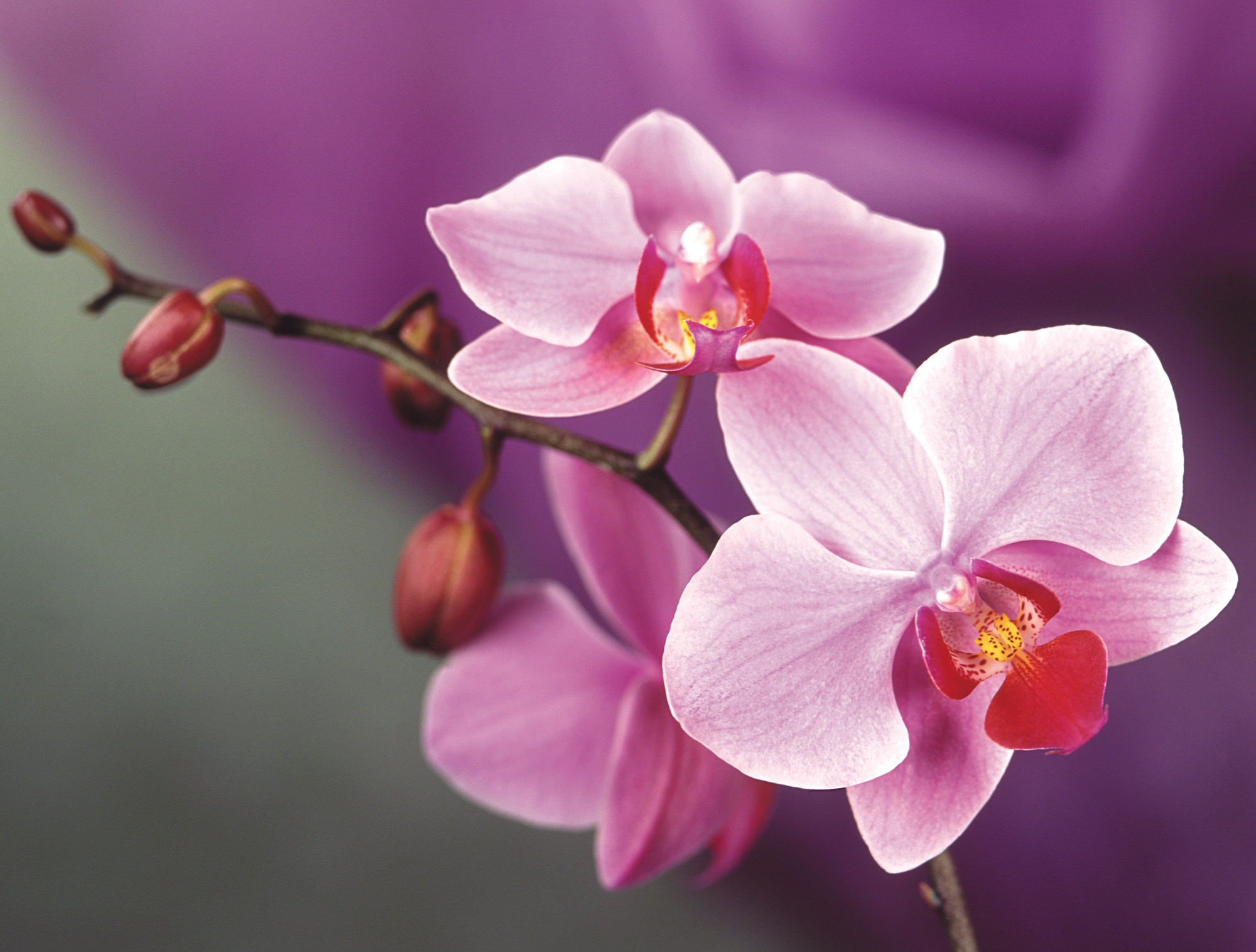 beautiful orchids background