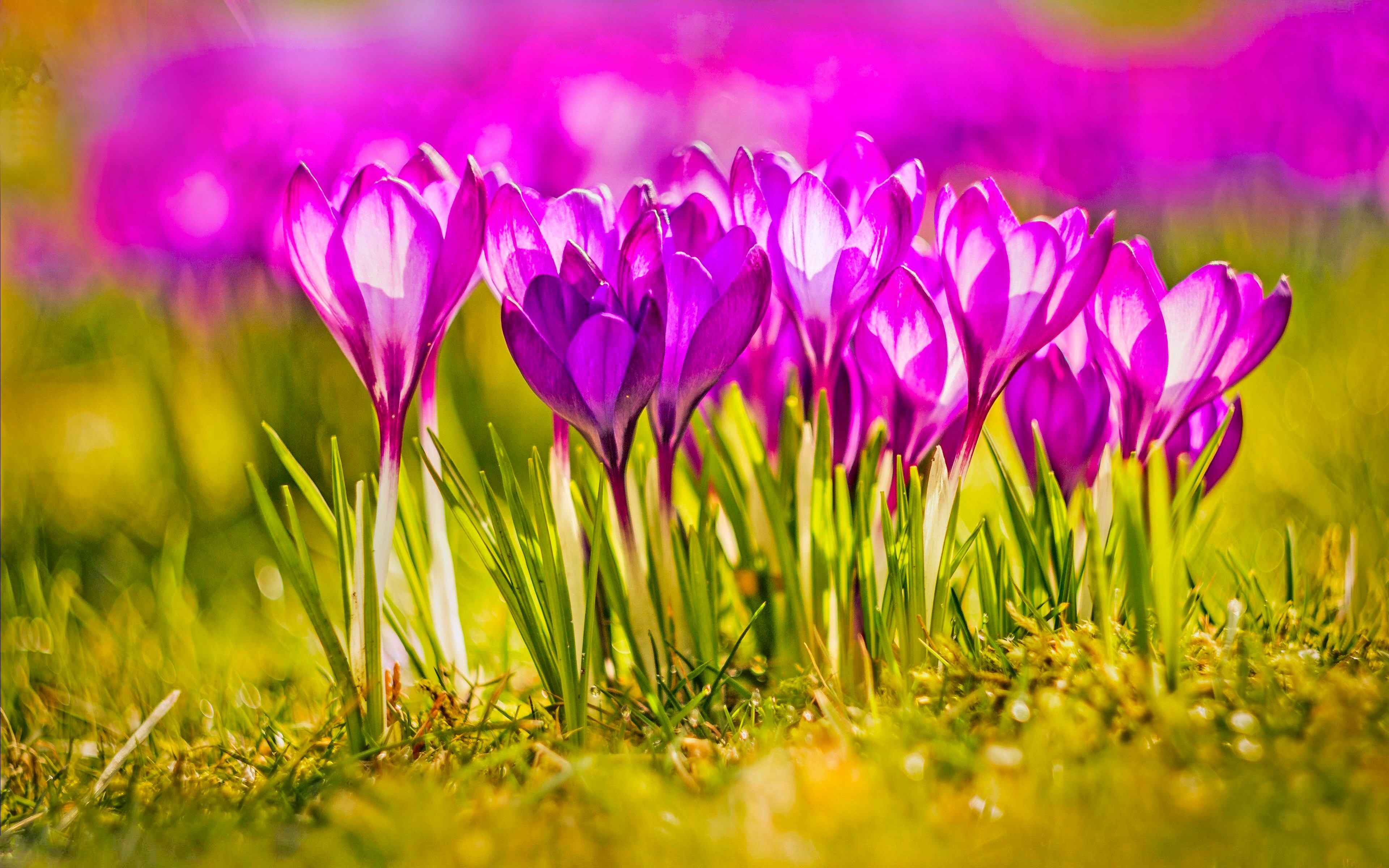 beautiful pink flower backgrounds