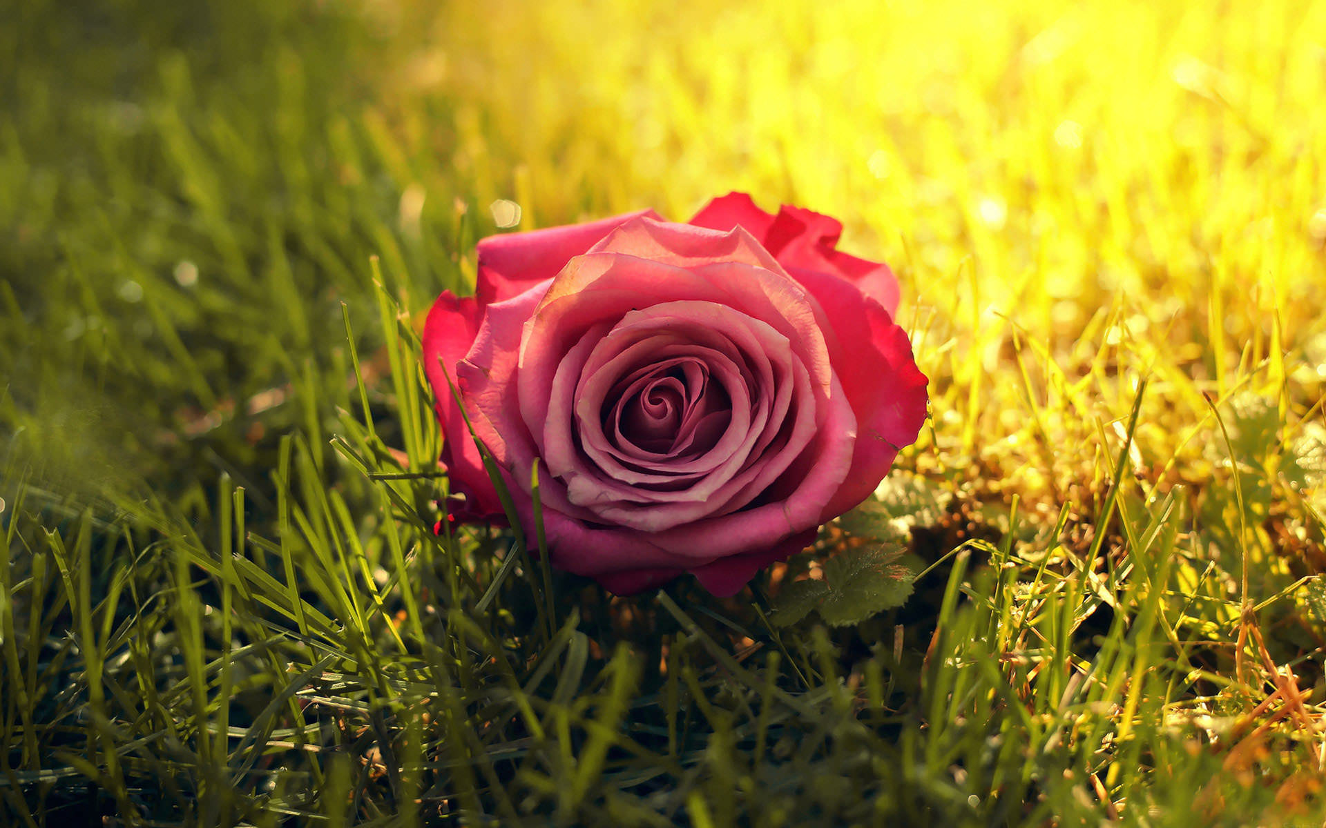 beautiful rose flower backgrounds