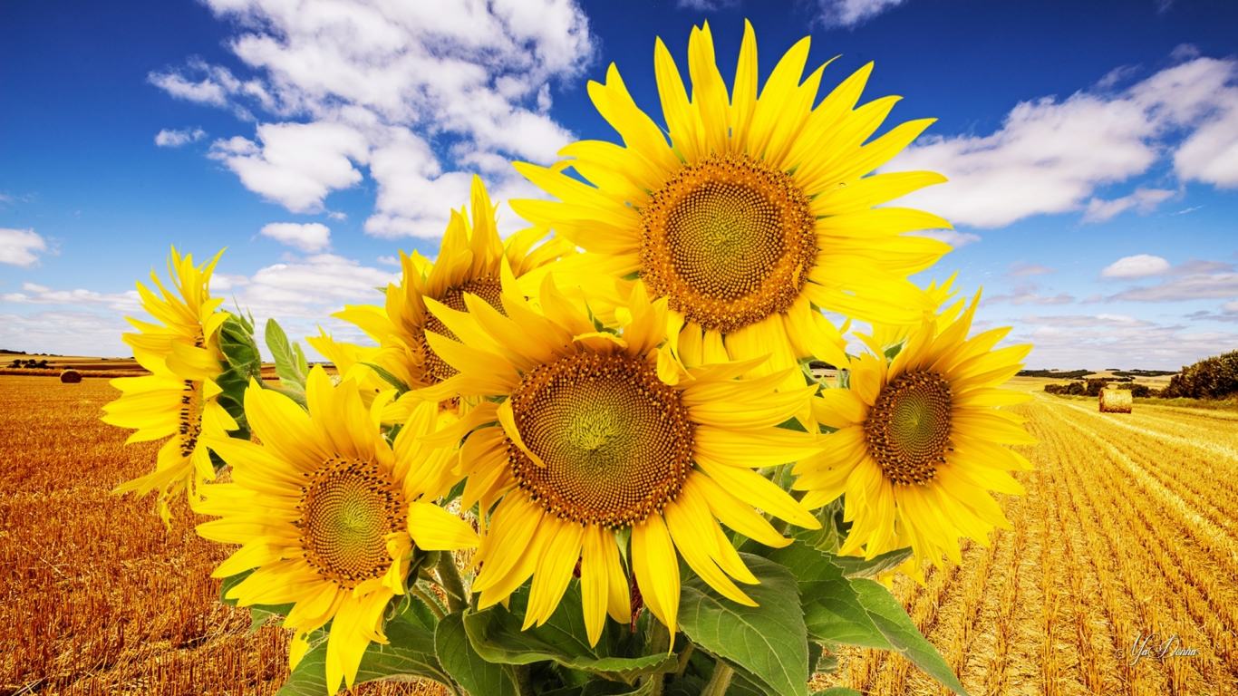 beautiful sun flower background