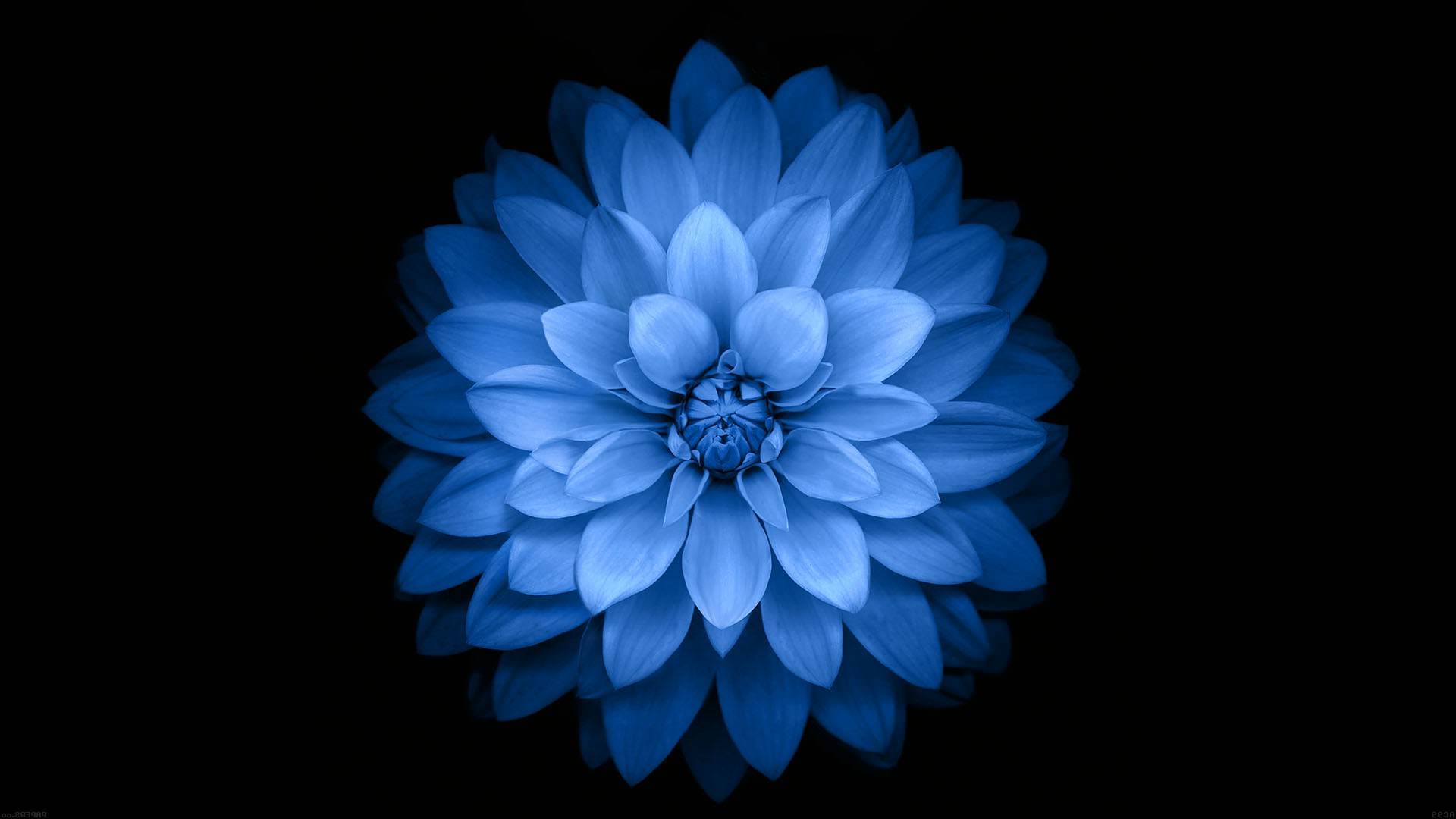 blue dahlia background