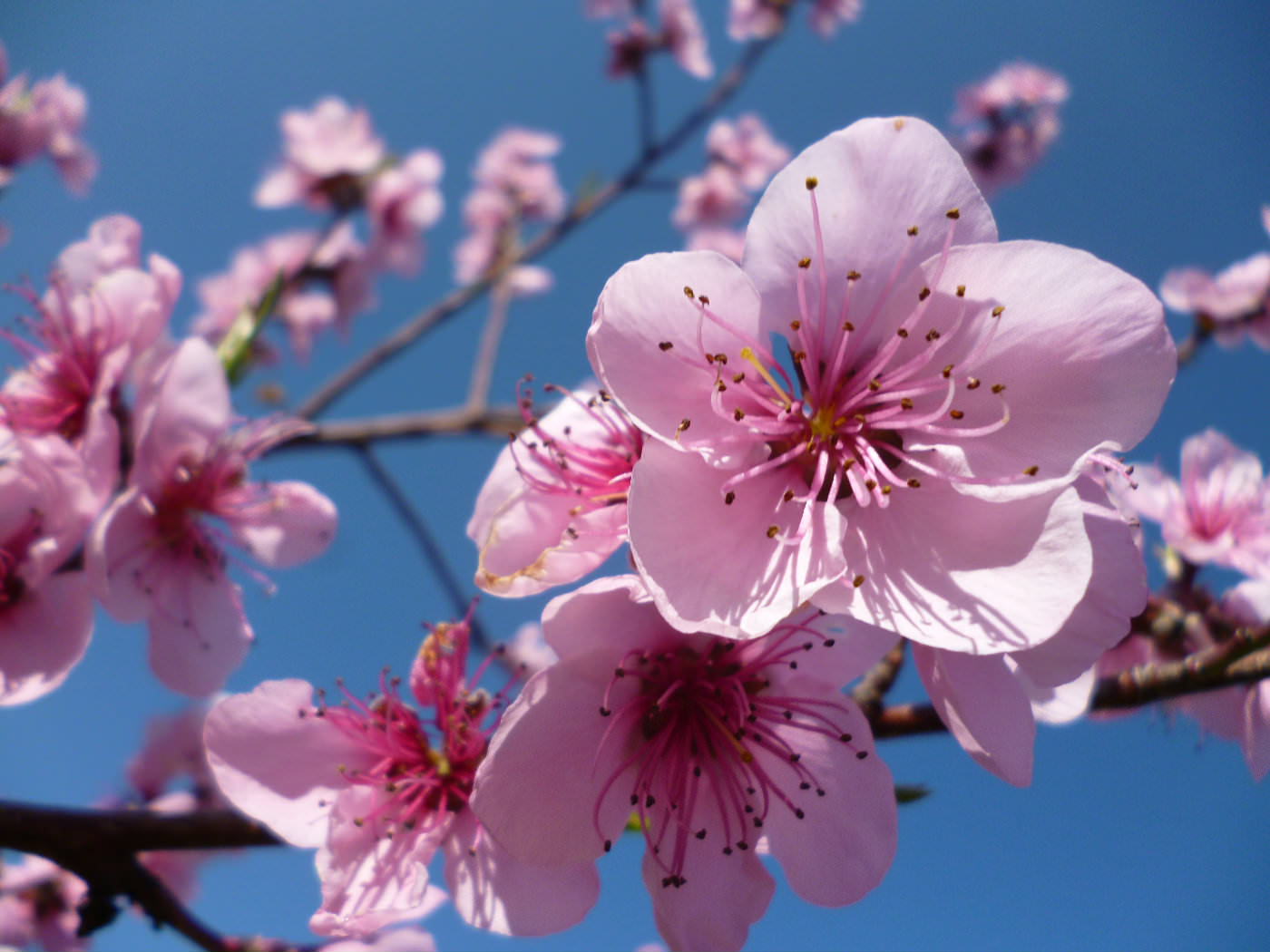 cherry blossom backgrounds21