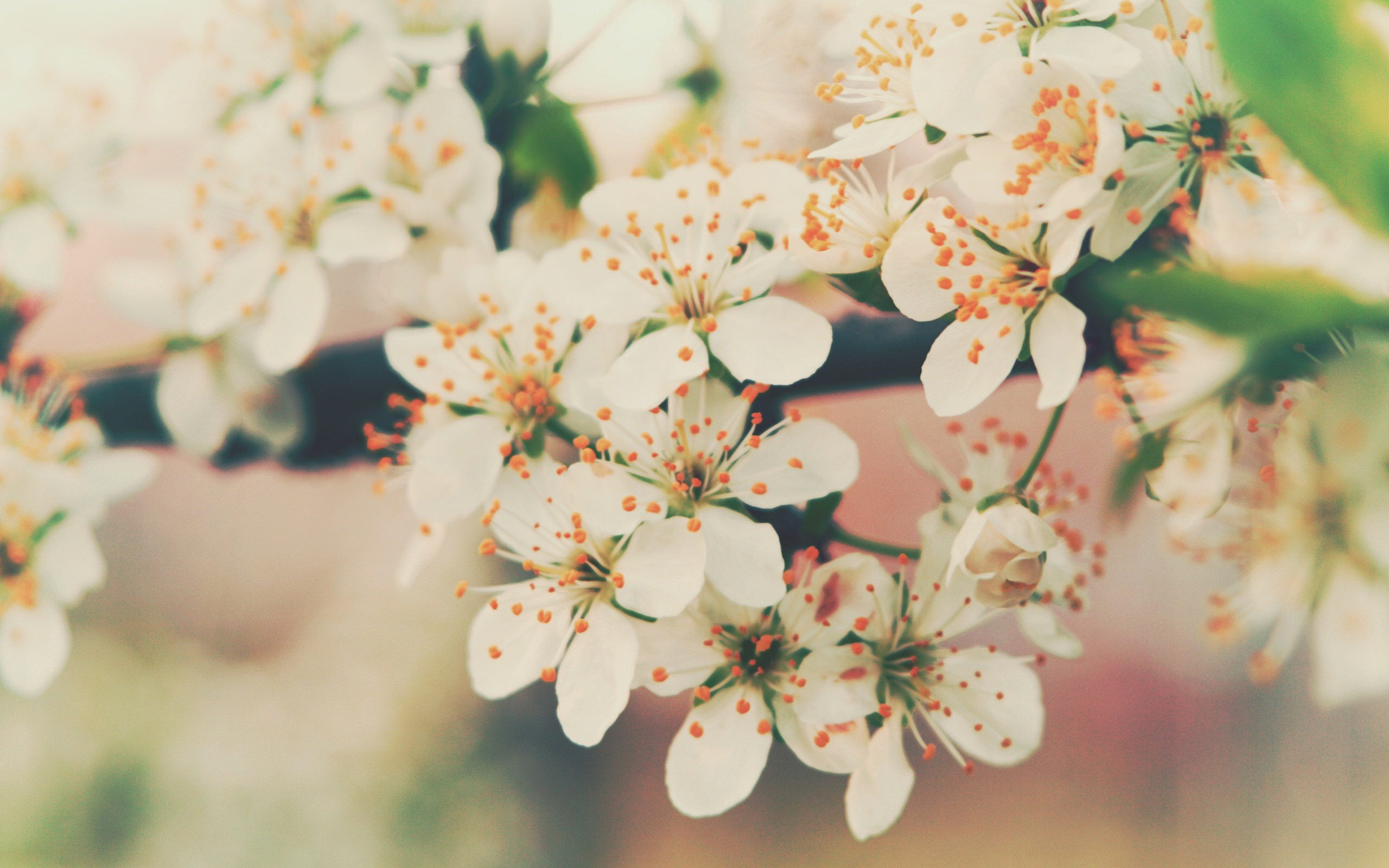 cherry blossom backgrounds3