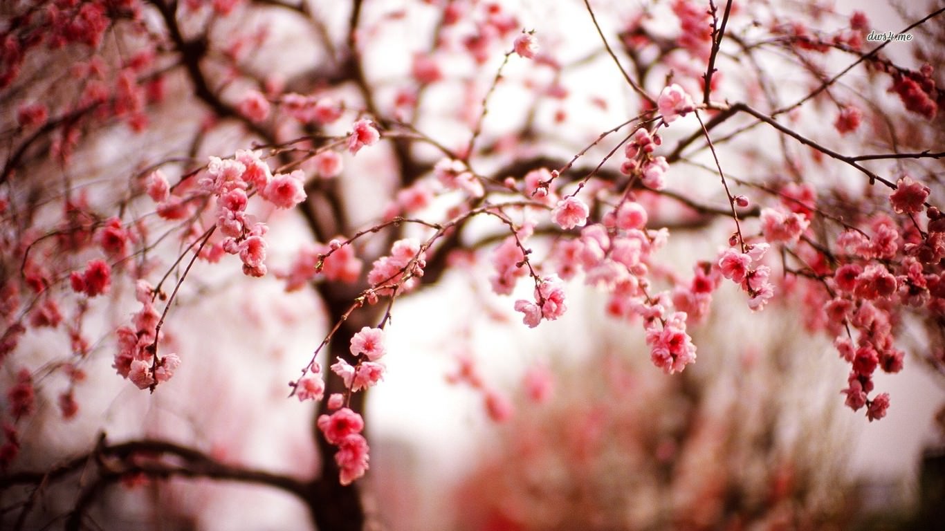 cherry blossoms background2