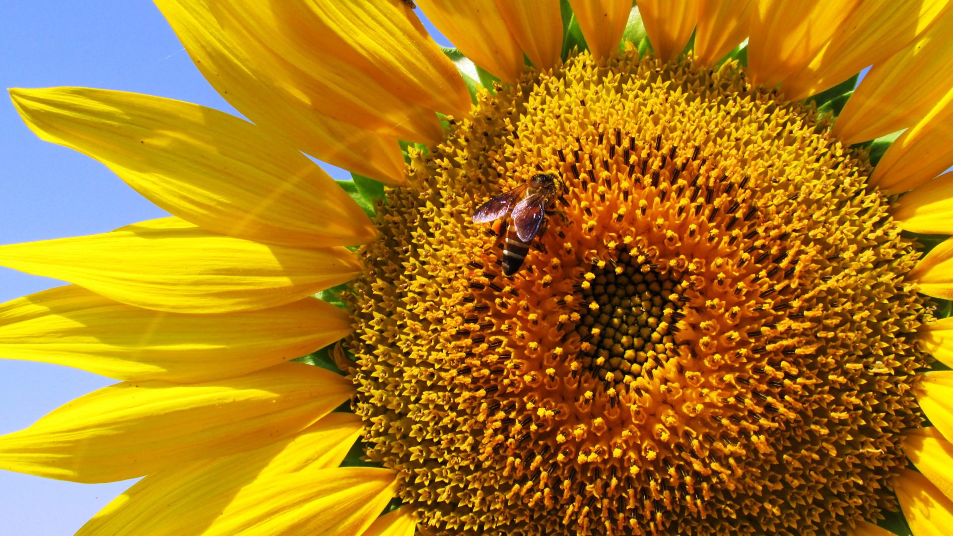 closeup sun flower background