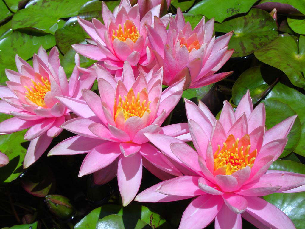 colorado water lilies background