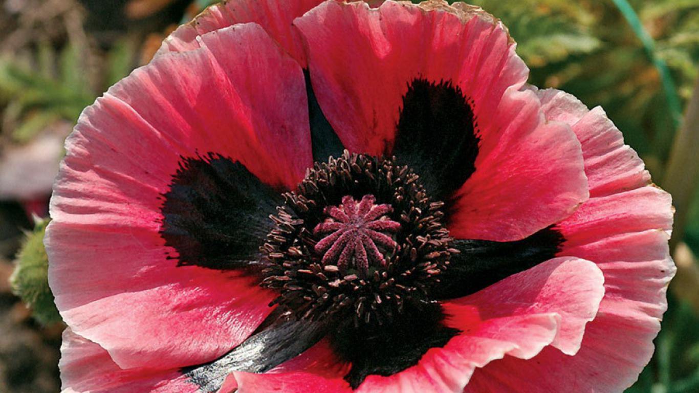 colorful oriental poppy backgrounds 