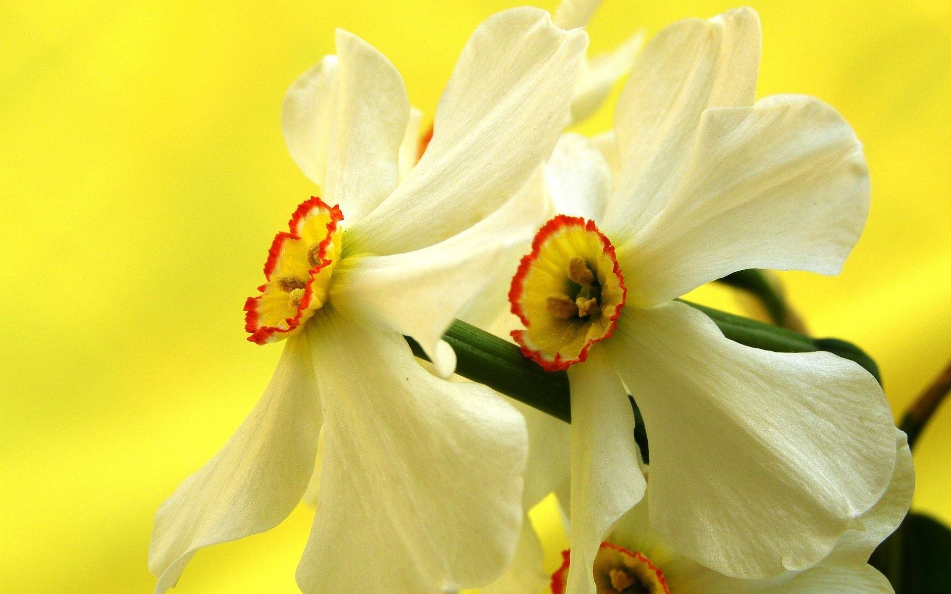 daffodil backgrounds