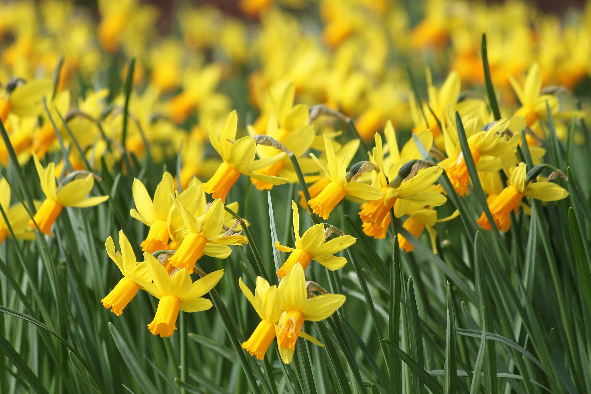 daffodils flower backgrounds