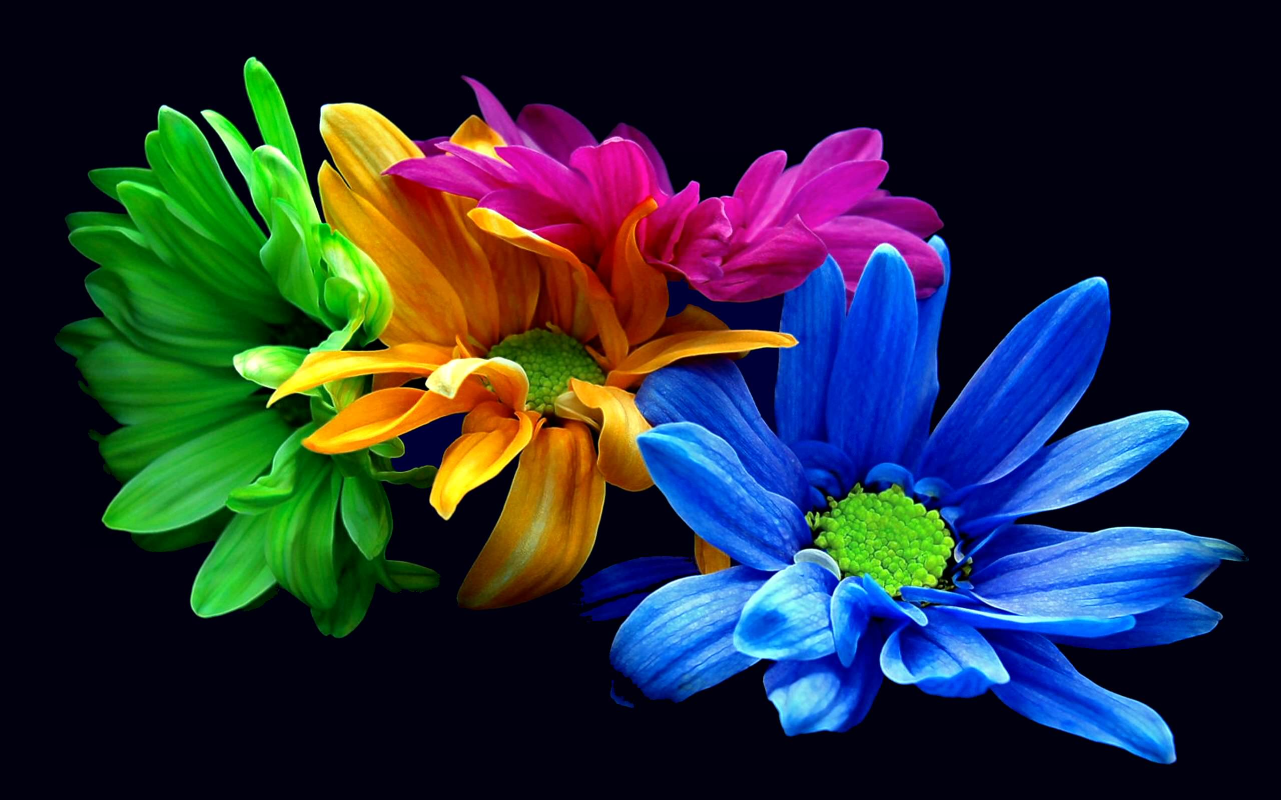 hd flowers background2