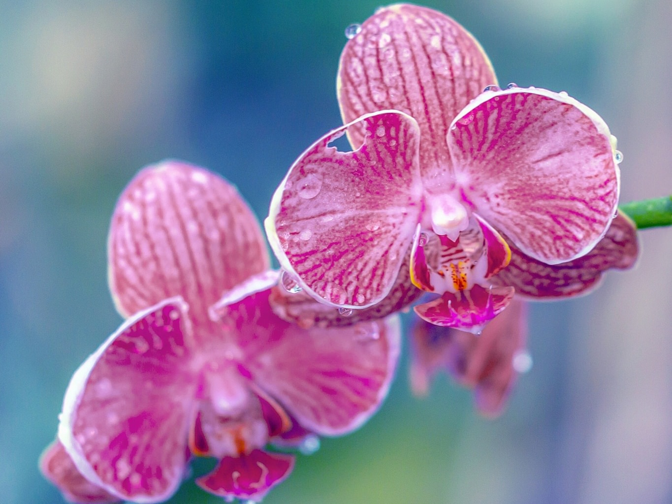 orchid flowers wallpapers
