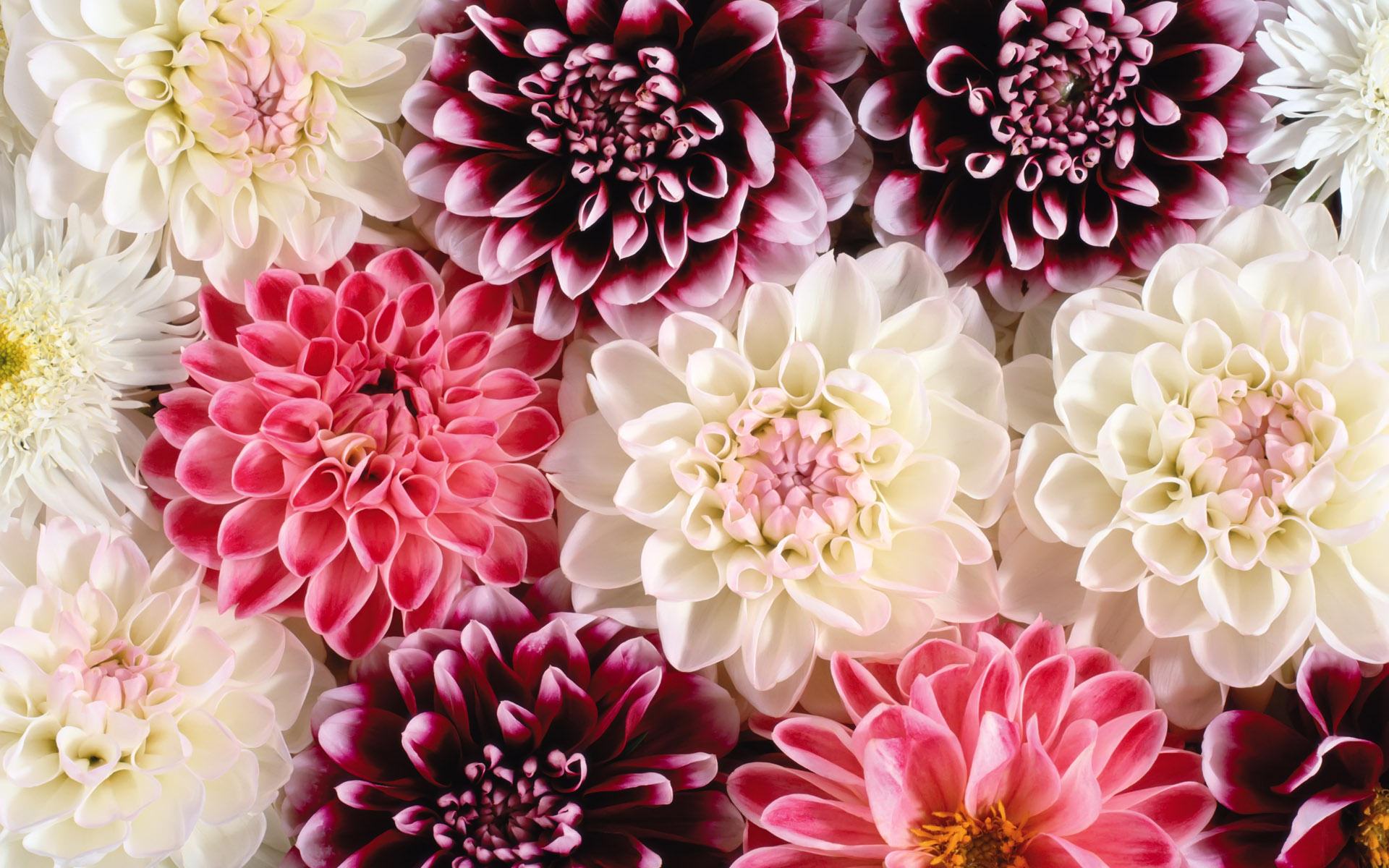 pink and white dahlia background