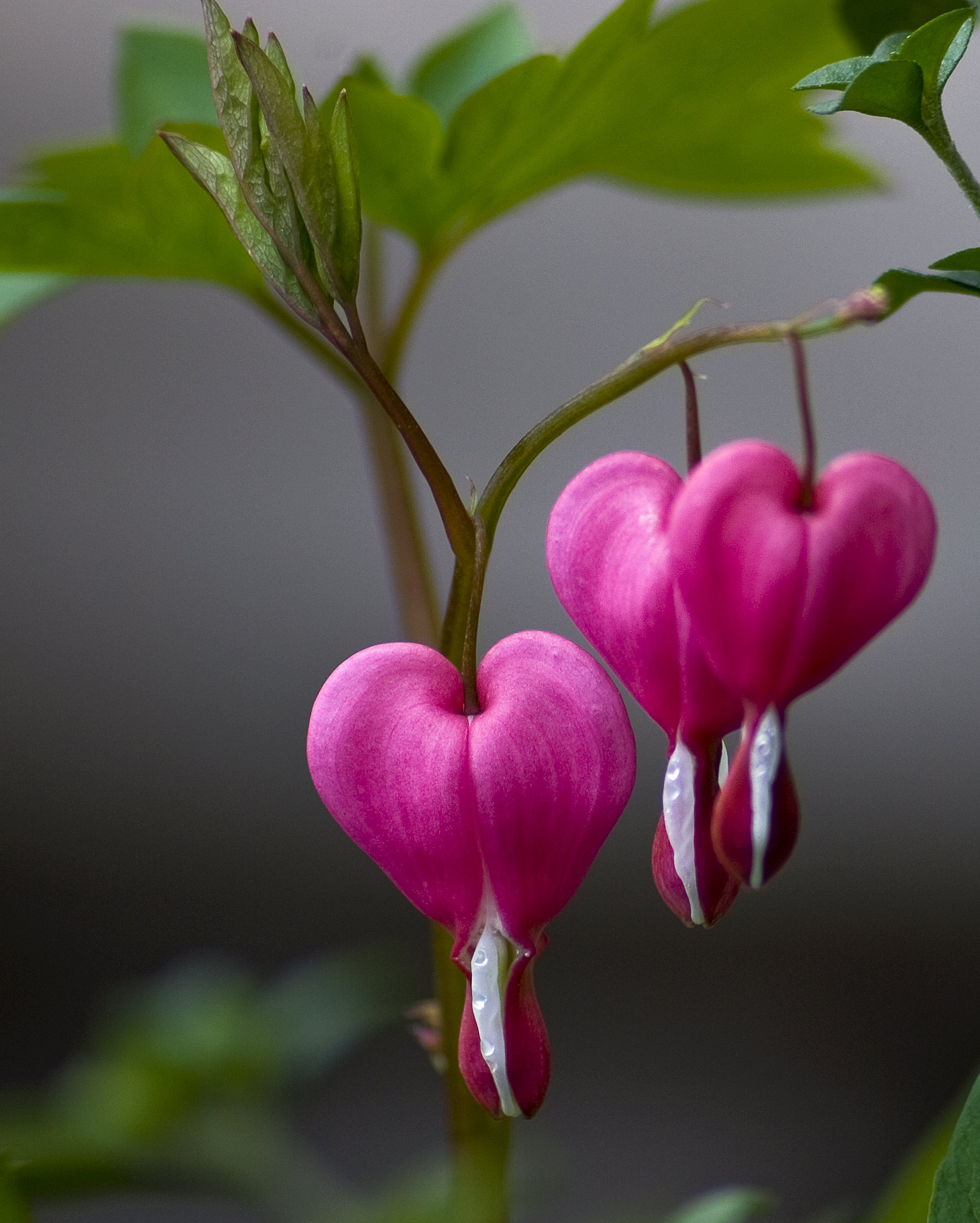 pink bleeding heart flower background1