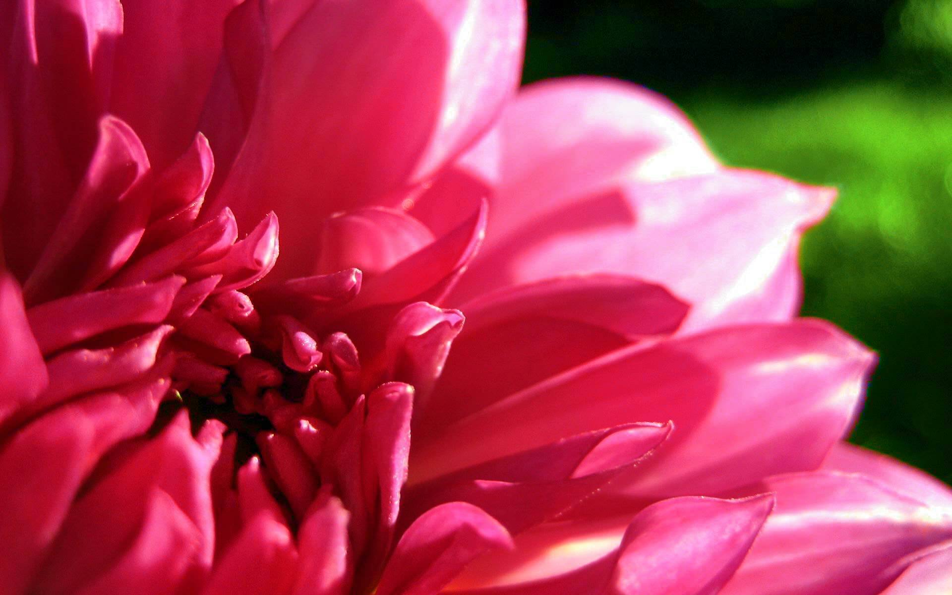 pink dahlia flower background1