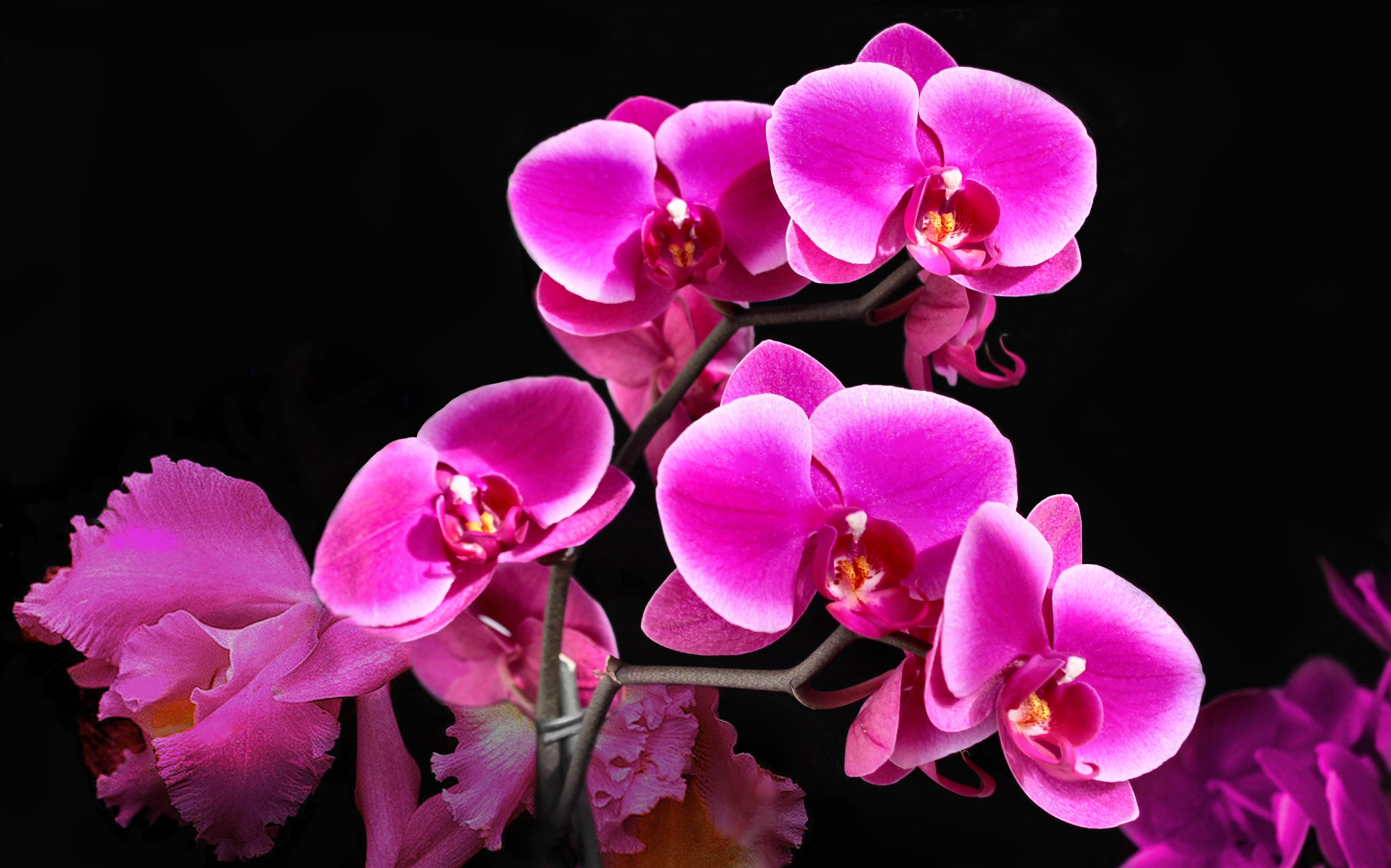 pink orchids background