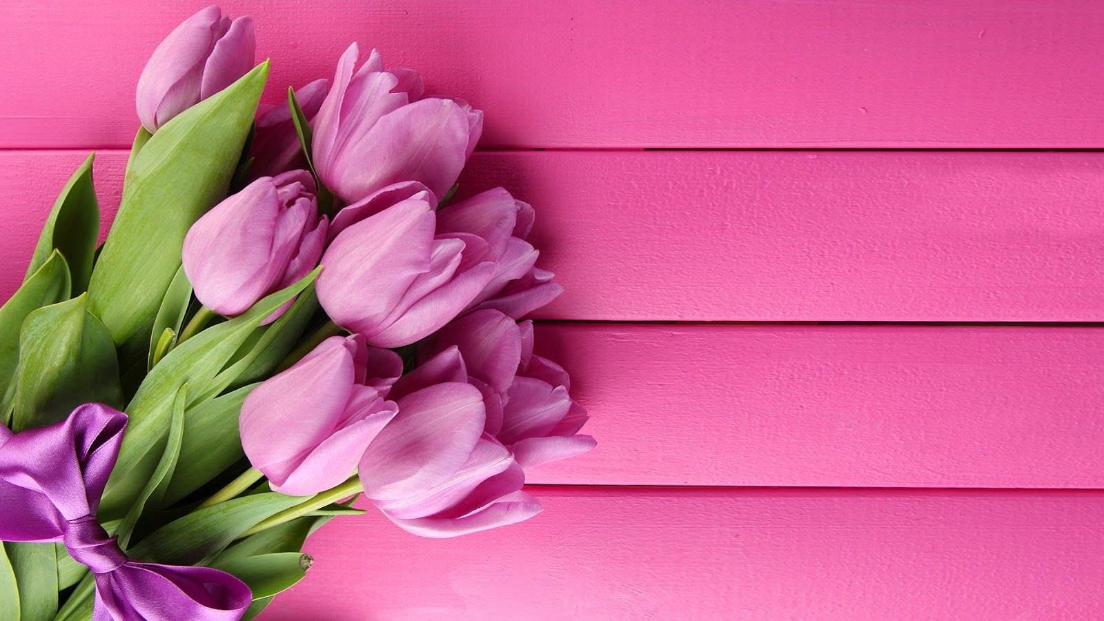 pink tulip backgrounds