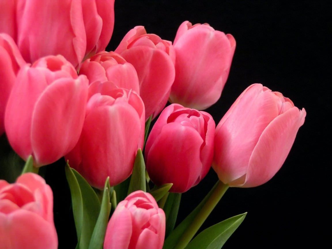 pink tulips background