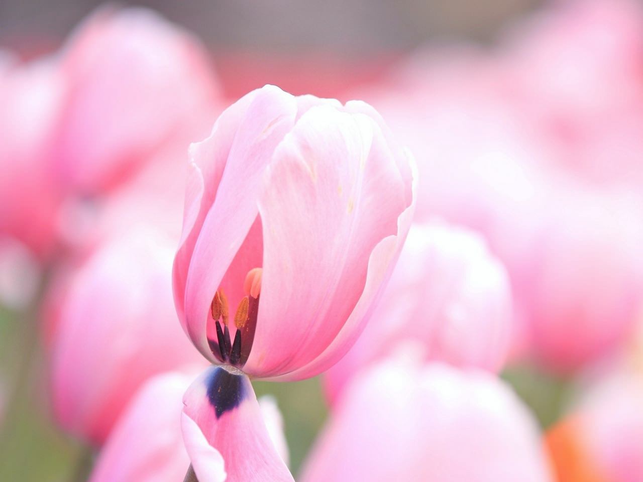 pink tulips background1