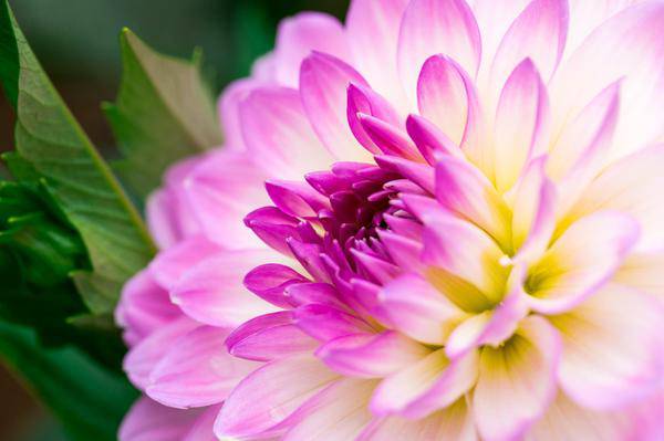 pink and white dahlia background1