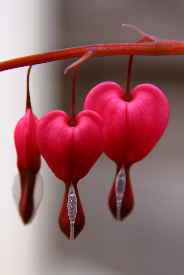 red bleeding heart flower background1