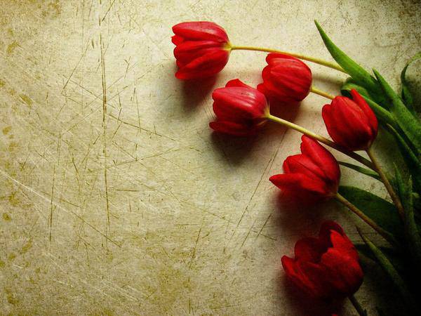 red tulips background
