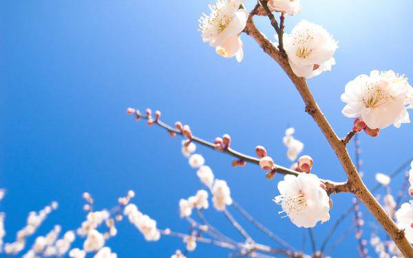 spring cherry blossom background