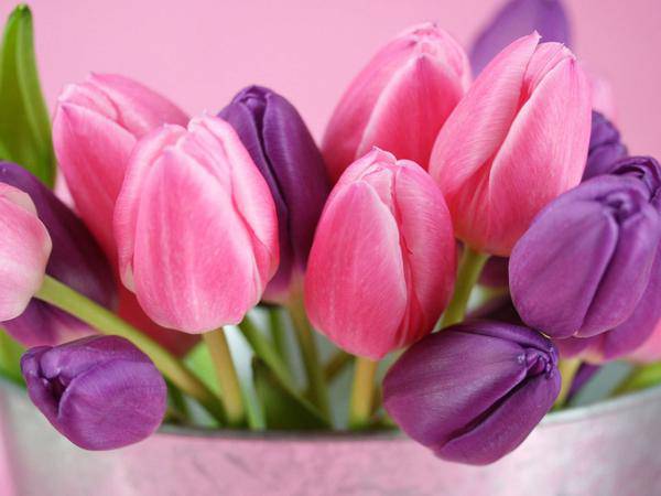 tulip flower desktop background