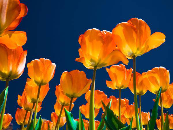 tulips background2