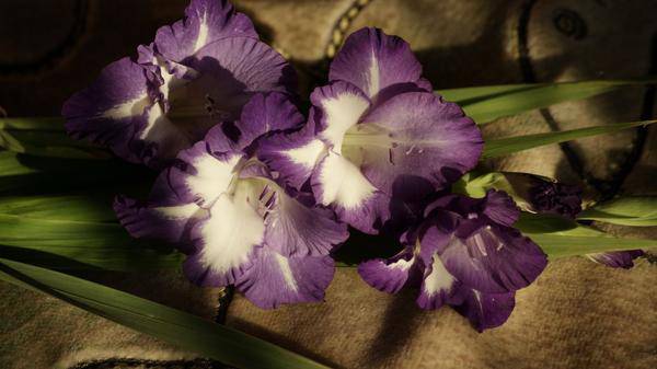 violet gladioli background