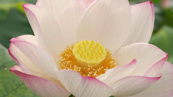 white lotus background
