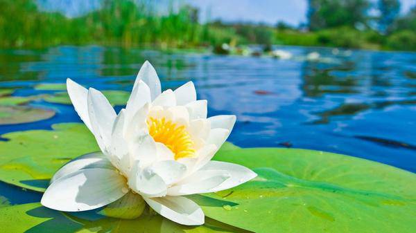white lotus background2