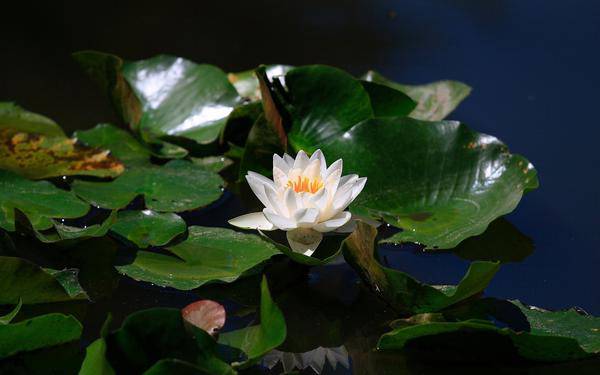 white lotus background3