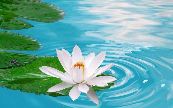 white lotus backgrounds