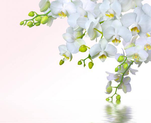 white orchids flower background