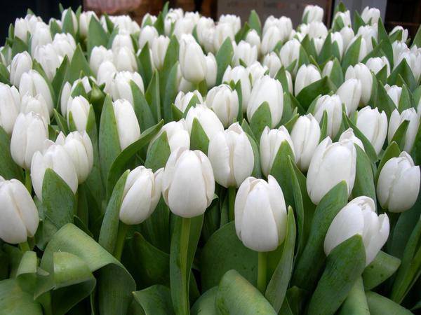 white tulips background