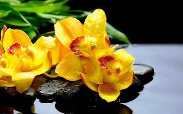 yellow orchids background