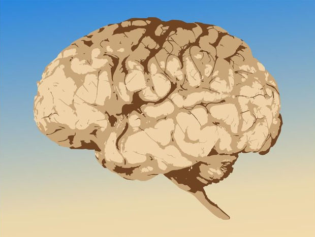 human brain vector
