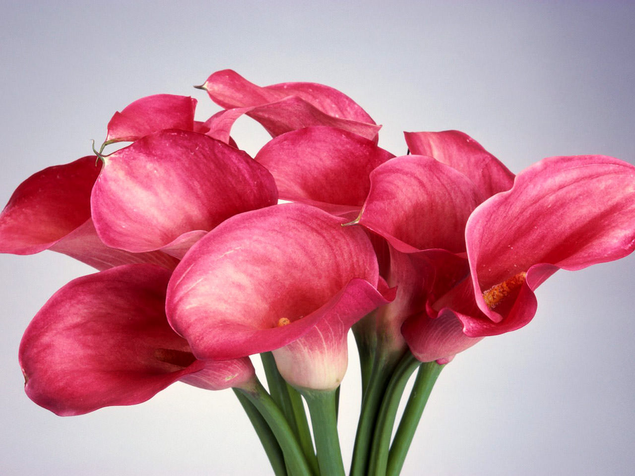 pink calla lilies background