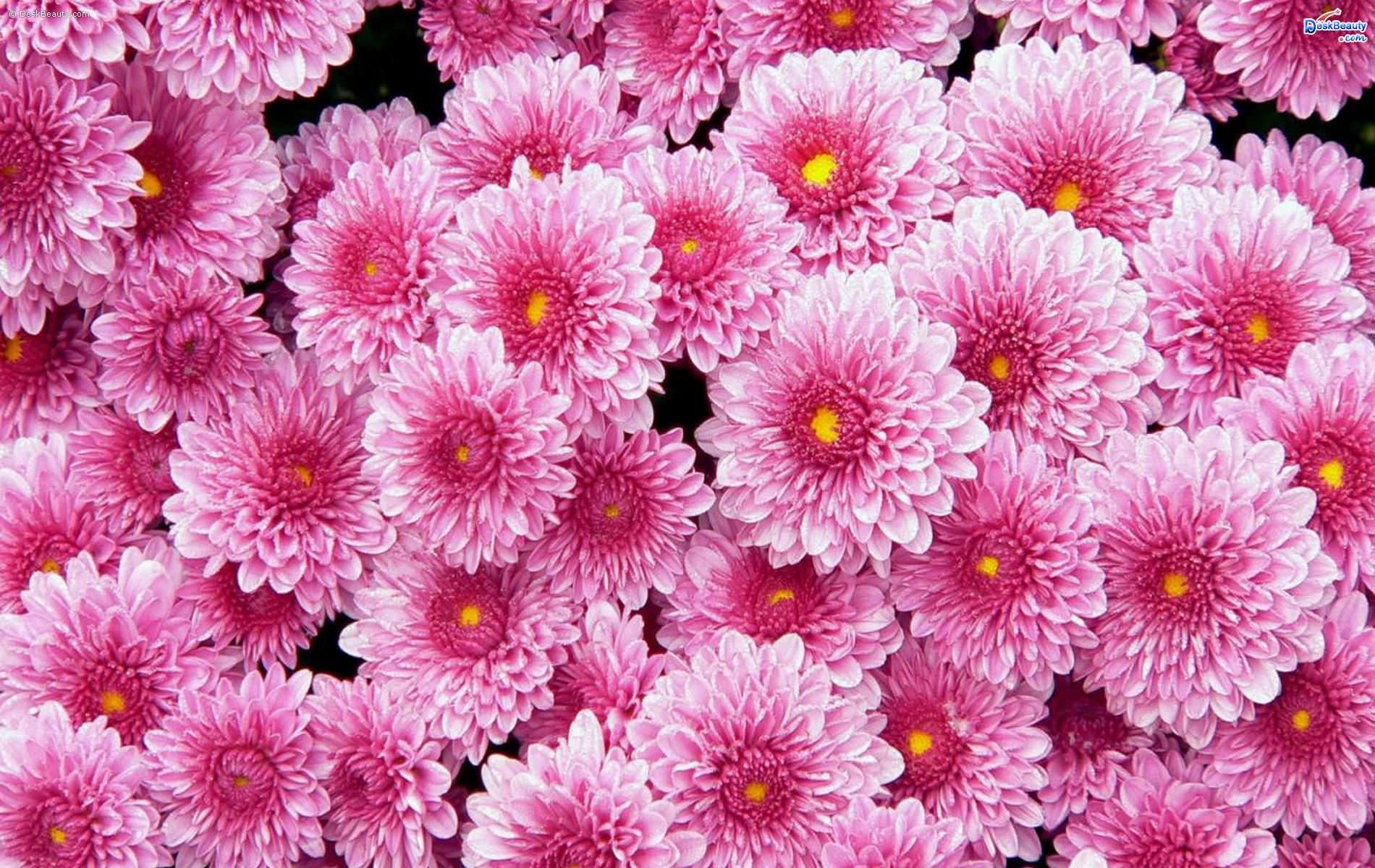 166+ Flower Backgrounds, Wallpapers, Pictures, Images | Design Trends