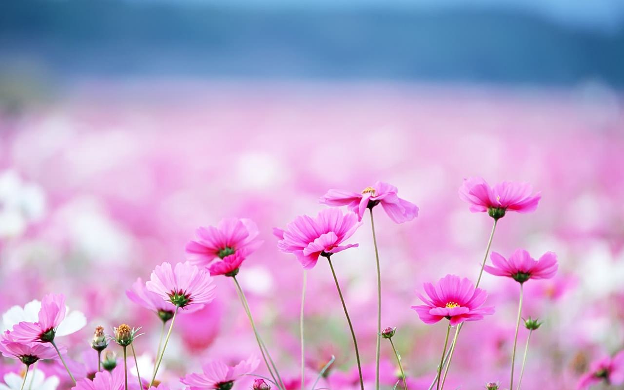 cute pink flowers