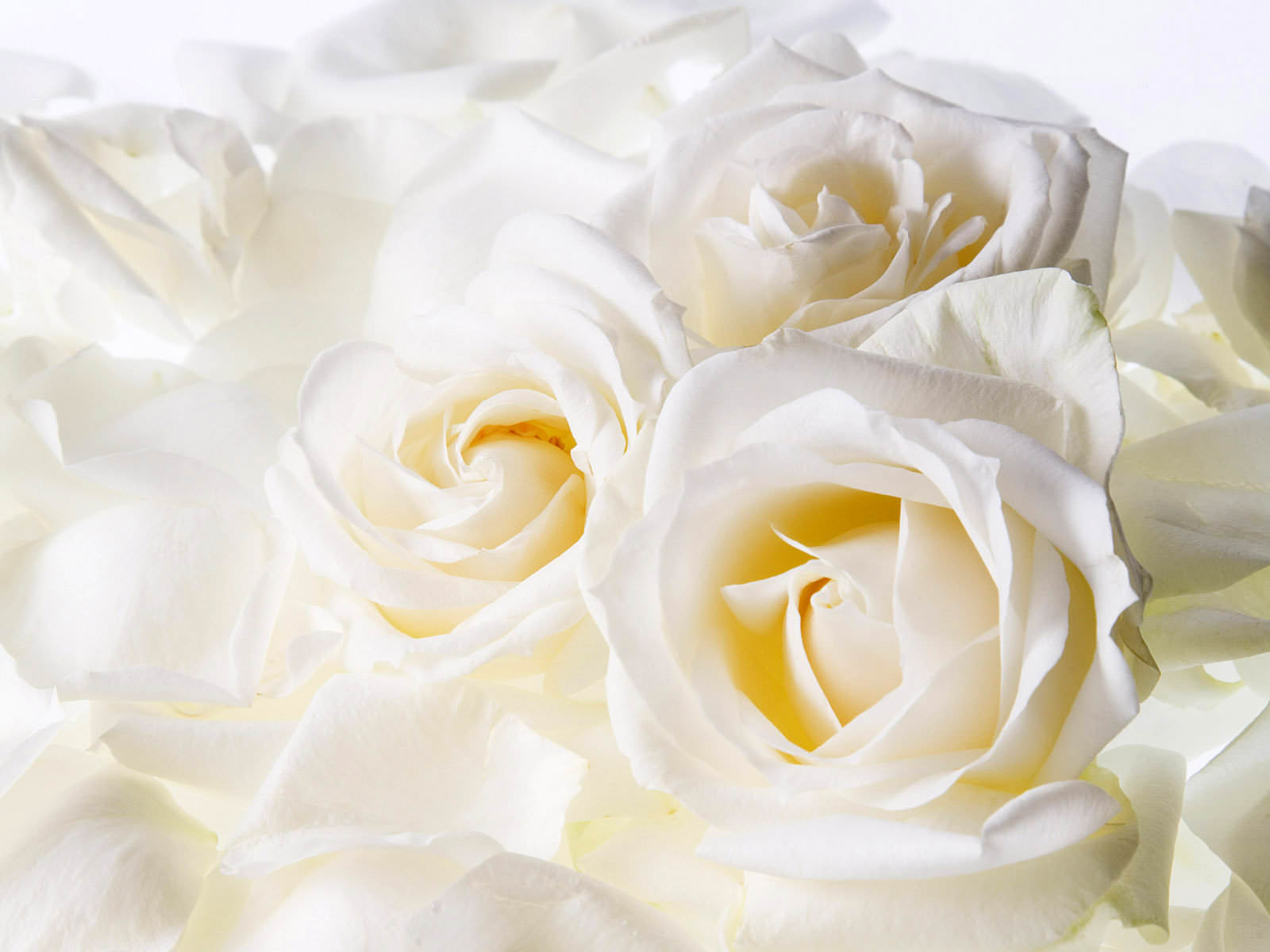 white rose flower background