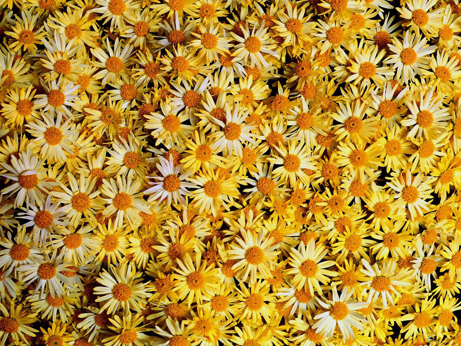 flowers desktop background