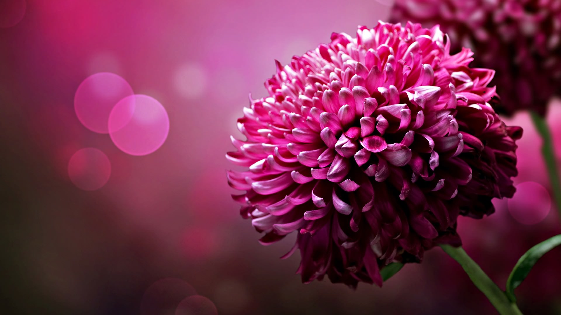 166+ Flower Backgrounds, Wallpapers, Pictures, Images | Design Trends - Premium PSD, Vector