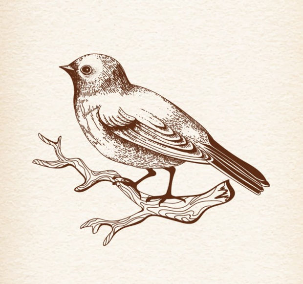 hand drawn bird vector