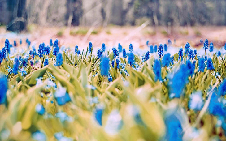 pastel blue flower background